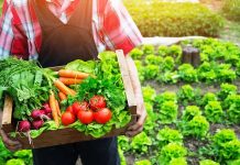 Son yıllarda sağlıklı yaşam ve beslenme alışkanlıkları giderek önem kazanırken, doğal ve organik menü seçenekleri de popülerliğini artırıyor. Organik gıdalar, kimyasal katkı maddeleri ve yapay gübre kullanılmadan yetiştirilen ürünlerden oluşur. Bu nedenle doğal ve organik menüler, hem beden sağlığı hem de çevre açısından tercih edilir hale gelmiştir. Restoranlardan ev yemeklerine kadar geniş bir yelpazede yer bulan bu menüler, lezzet ve sağlık dengesini sunar. Konulu bir haber görseli.