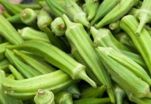 Bamya, Türk mutfağının vazgeçilmez sebzelerinden biridir. Özellikle yaz ve sonbahar aylarında taze olarak bulunabilen bamya, hem sebze yemekleri hem de zeytinyağlı tariflerde sıkça tercih edilir. Tarih boyunca Anadolu sofralarında kendine yer bulan bamya, hem besleyici hem de doyurucu yapısıyla öne çıkar. Konulu bir haber görseli.