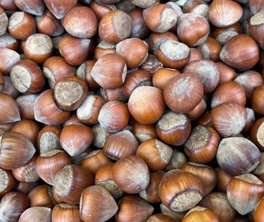 Fındık, Türkiye’nin tarım ürünleri arasında en stratejik ve değerli mahsullerden biridir. Özellikle Karadeniz Bölgesi, dünya fındık üretiminde ilk sırada yer alarak ülkemizi küresel ölçekte ön plana çıkarmaktadır. Yıllık üretim miktarları ve ihracat rakamları dikkate alındığında, fındığın milli gelir içindeki katkısı oldukça yüksektir. Türkiye, dünya fındık üretiminin yaklaşık yüzde 70’ini karşılayarak adeta küresel bir üretim merkezi haline gelmiştir. Konulu bir haber görseli.