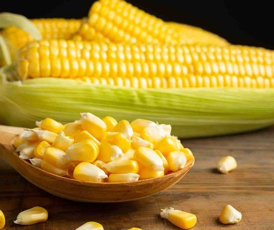 Mısır, dünya genelinde sıkça tüketilen bir tahıl olmakla birlikte bazı bireylerde alerji veya sindirim sorunlarına yol açabilir. Bu nedenle mısırsız beslenme, özellikle mısır intoleransı veya alerjisi olan kişiler için önem kazanır. Bu diyet modeli, mısır ve türevlerini sınırlayarak güvenli ve besleyici alternatifleri ön plana çıkarır. Günümüzde bireyler, sadece lezzet değil aynı zamanda sağlıklı ve dengeli bir yaşam için bilinçli seçimler yapıyor. Konulu bir haber görseli.