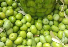 Akdeniz ve Ege coğrafyasının mutfak kültüründe özel bir yere sahip olan zeytin kırma, yalnızca bir hazırlık yöntemi değil, aynı zamanda köklü bir yaşam alışkanlığıdır. Zeytin ağaçlarının meyvesi olan zeytinin sofraya ulaşmadan önce geçirdiği bu süreç, sabır ve deneyim gerektirir. Zeytin kırma, doğrudan tüketilemeyen zeytinin geleneksel yöntemlerle yenilebilir hâle getirilmesini sağlar. Konulu bir haber görseli.