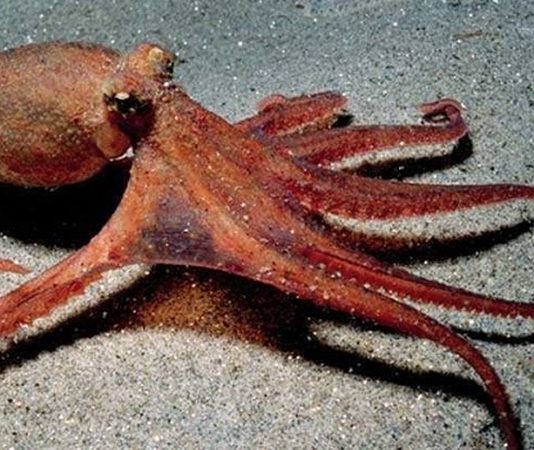 Ahtapot Sofralarda Yeni Bir Lezzet Trendi Deniz ürünleri dünyasında gizemli görünümü ve eşsiz dokusuyla öne çıkan ahtapot, son yıllarda gastronomi sahnesinde adından daha sık söz ettirmeye başladı. Bir zamanlar yalnızca sahil kasabalarındaki geleneksel balık restoranlarında rastlanan bu ürün, artık büyük şehirlerdeki seçkin mekanların menülerinde ve gurme market raflarında da kendine yer buluyor. Özellikle Akdeniz mutfağına olan ilginin artması, ahtapot tüketiminin daha geniş kitlelere yayılmasını sağlıyor. Konulu bir haber görseli.
