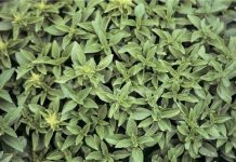 Fesleğen, kendine özgü kokusu ve ferahlatıcı aromasıyla mutfaklarda ayrıcalıklı bir yere sahip olan bitkilerden biridir. Özellikle taze yapraklarıyla tanınan fesleğen, hem geleneksel hem de modern mutfak anlayışında önemli bir rol üstlenir. Görünüm olarak narin, etki olarak güçlü olan bu bitki, yemeklere kattığı karakterle fark yaratır. Konulu bir haber görseli.