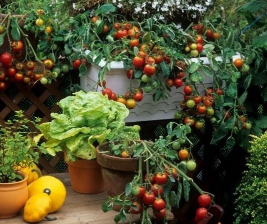 Bahçe ürünleri, insanlık tarihinin en eski üretim alanlarından biri olmasının yanı sıra günümüzde de sağlıklı yaşam, sürdürülebilir tarım ve doğal beslenme anlayışının merkezinde yer alıyor. Toprakla doğrudan temas eden bu ürünler, hem üretici hem de tüketici açısından büyük bir değer taşıyor. Özellikle bahçe ürünleri, katkısız ve taze gıdaya ulaşmak isteyen bireyler için güvenilir bir kaynak olarak öne çıkıyor. Konulu bir haber görseli.