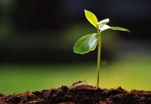 Günümüzde sağlıklı yaşam kavramı giderek daha geniş bir çerçevede ele alınmakta ve yalnızca hastalıklardan korunmayı değil, yaşam kalitesini artırmayı da kapsamaktadır. Bu süreçte doğal kaynaklara yönelim dikkat çekici biçimde artmaktadır. Özellikle bitkisel takviyeler, modern yaşamın getirdiği yoğun tempo ve düzensiz beslenme alışkanlıkları karşısında destekleyici bir unsur olarak öne çıkmaktadır. Bitkilerden elde edilen bu ürünler, yüzyıllardır farklı kültürlerde kullanılan geleneksel bilgiyle günümüz ihtiyaçlarını bir araya getirmektedir. Konulu bir haber görseli.