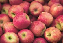 Doğanın en bilinen ve en çok tüketilen meyvelerinden biri olan elma, yüzyıllardır insan yaşamının merkezinde yer almaktadır. Hem besleyici yapısı hem de sembolik anlamlarıyla öne çıkan elma, mitolojiden halk kültürüne, tarımdan modern beslenme anlayışına kadar geniş bir alanda kendine yer bulmuştur. Günümüzde elma tüketimi, sağlıklı yaşam arayışlarının artmasıyla birlikte yeniden önem kazanmış, bu kadim meyve modern sofraların vazgeçilmezleri arasına girmiştir. Konulu bir haber görseli.