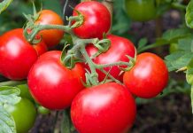 Son yıllarda beslenme alışkanlıklarında gözle görülür bir değişim yaşanıyor. Tüketiciler artık yalnızca doyurucu değil, aynı zamanda görsel olarak da cazip gıdalara yöneliyor. Bu noktada kırmızı sebzeler, hem renkleri hem de mutfaktaki çok yönlü kullanımlarıyla dikkat çekiyor. Domates, kırmızı biber, pancar ve kırmızı lahana gibi ürünler, sofralarda giderek daha fazla yer buluyor. Konulu bir haber görseli.