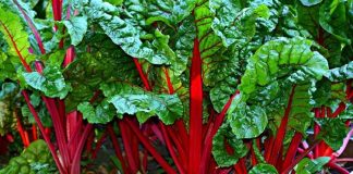 Pazı, sağlık açısından oldukça zengin bir sebze olarak bilinir. İçeriğinde yüksek miktarda lif, C vitamini, K vitamini ve demir barındırır. Düzenli olarak tüketildiğinde sindirim sistemini destekler ve bağışıklık sistemini güçlendirir. Pazı, aynı zamanda antioksidan özelliği ile hücreleri serbest radikallere karşı korur ve yaşlanma belirtilerini yavaşlatır. Konulu bir haber görseli.