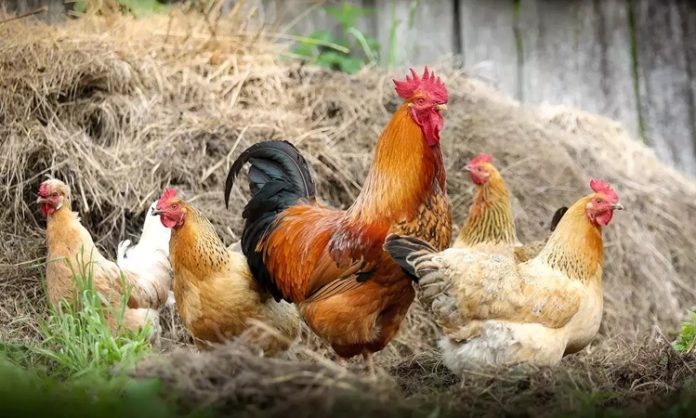 Serbest Gezen Tavuk Doğal Üretim Ve Güvenilir Gıda Arayışında Öne Çıkıyor Serbest gezen tavuk, son yıllarda gıda tercihlerinde bilinç düzeyinin artmasıyla birlikte tüketicilerin en çok dikkat ettiği ürünlerden biri haline geldi. Endüstriyel üretim koşullarına dair artan soru işaretleri, insanları daha doğal ve hayvan refahını gözeten alternatiflere yöneltiyor. Bu noktada serbest gezen tavuk, hem üretim modeli hem de ürün kalitesi açısından güven veren bir seçenek olarak öne çıkıyor. Konulu bir haber görseli.
