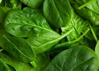 Günümüzde beslenme alışkanlıklarının yeniden şekillenmesiyle birlikte sofralarda daha doğal ve taze ürünlere yer açılıyor. Bu dönüşümün en önemli unsurlarından biri olan yeşil yapraklı sebzeler, hem geleneksel mutfağın vazgeçilmezleri arasında yer alıyor hem de modern beslenme anlayışının temel taşlarından biri olarak görülüyor. Pazarlarda, manavlarda ve market raflarında her mevsim farklı çeşitleriyle karşımıza çıkan bu sebzeler, günlük beslenme düzeninde giderek daha fazla tercih ediliyor. Konulu bir haber görseli.